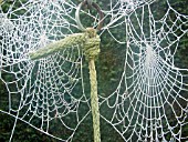 DOUBLE SPIDERS WEB,  FROSTED