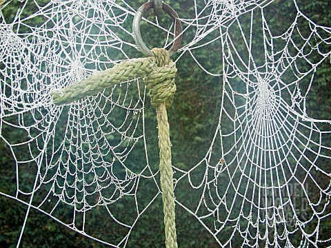 DOUBLE_SPIDERS_WEB__FROSTED