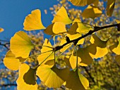 GINKGO BILOBA,  MAIDEN HAIR TREE,  IN AUTUMN