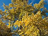 GINKGO BILOBA,  MAIDENHAIR TREE,  IN AUTUMN.