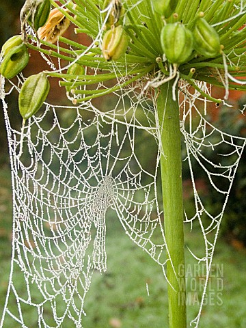 SPIDERS_FROSTED_WEB__JOINED_TO_AGAPANTHUS_SEED_HEADS