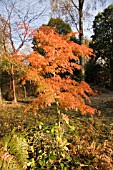 ACERBENI MAIKO JAPANESE MAPLE