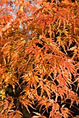 ACER BENI MAIKO,  JAPANESE MAPLE