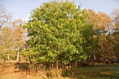 QUERCUS X SCHOCHIANA,  HYBRID AMERICAN OAK