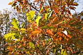 QUERCUS SHUMARDII,  SHUMARD OAK