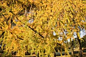 LARIX DECIDUA,  EUROPEAN LARCH