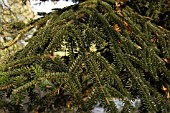 ABIES NUMIDICA,  ALGERIAN FIR,  CONIFER