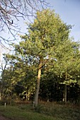 BHUTAN PINE,  PINUS WALLICHIANA,  EVERGREEN CONIFER