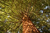 SEQUOIA SEMPERVIRENS,  CALIFORNIAN COASTAL REDWOOD