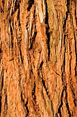 SEQUOIA SEMPERVIRENS,  CALIFORNIAN COASTAL REDWOOD