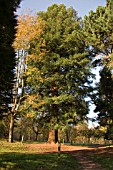 SEQUOIA SEMPERVIRENS,  CALIFORNIAN COASTAL REDWOOD