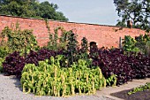 AMARANTHUS CAUDATUS VIRIDIS