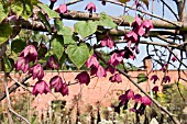 RHODOCHITON ATROSANGUINEUM,  CHINESE PURPLE BELL VINE