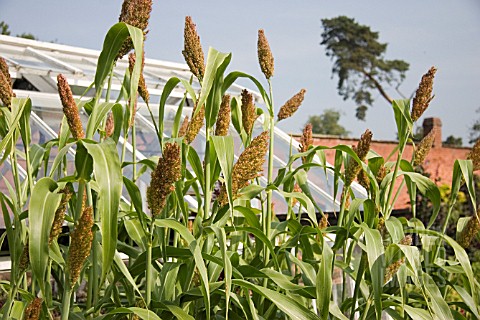 SORGHUM_BICOLOR_BLACK_AMBER_CANE_TALL_GRASS_LIKE_WITH_LONG_BROAD_LEAVES_BEARING_LARGE_SEED_PRODUCING