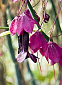 RHODOCHITON ATROSANGUINEUM,  CHINESE PURPLE BELL VINE