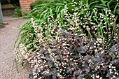 HEUCHERA EBONY AND IVORY