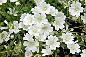 LIMNANTHUS DOUGLASII NIVEA MERINGUE