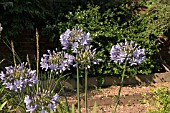 AGAPANTHUS LULY AFRICAN LILY