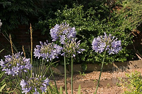 AGAPANTHUS_LULY_AFRICAN_LILY