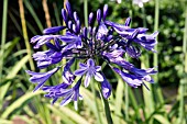 AGAPANTHUS MIDNIGHT STAR