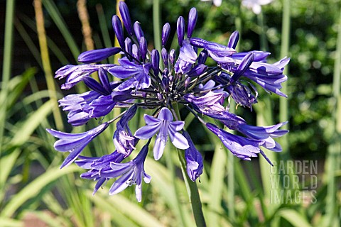 AGAPANTHUS_MIDNIGHT_STAR