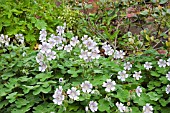 GERANIUM RENARDII,  CRANESBILL