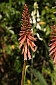 KNIPHOFIA TIMOTHY TORCH LILY