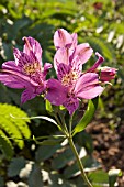 ALSTROEMERIA PERFECT BLUE PERUVIAN LILY