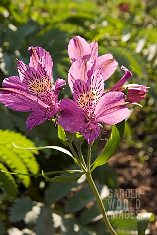 ALSTROEMERIA_PERFECT_BLUE_PERUVIAN_LILY