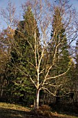 BETULA ERMANII GRAYSWOOD HILL