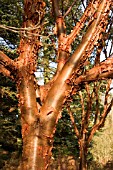 ACER GRISEUM,  PAPER BARK MAPLE,   SHOWING DECORATIVE BARK