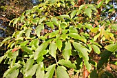 ACER GRISEUM,  PAPERBARK MAPLE,  SHOWING LOBED LEAVES