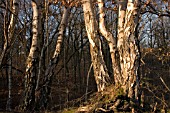 BETULA PENDULA,  SILVER BIRCH