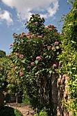 CLERODENDRON BUNGEI   GLORY FLOWER