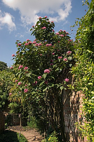 CLERODENDRON_BUNGEI___GLORY_FLOWER