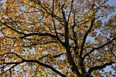 QUERCUS PETRAEA,  SESSILE OAK. SPREADING DECIDUOUS TREE IN AUTUMN.