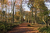 NUTTS WALK QUEENSWOOD ARBORETUM,  HEREFORDSHIRE. A WOODLAND WALK IN AUTUMN.