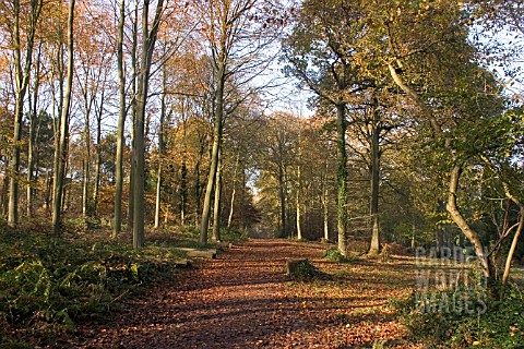 NUTTS_WALK_QUEENSWOOD_ARBORETUM__HEREFORDSHIRE_A_WOODLAND_WALK_IN_AUTUMN