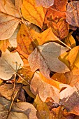 LIRIODENDRON TULIPIFERA,  TULIP TREE. FROST AND SUNLIGHT ON FALLEN LEAVES IN AUTUMN.