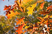 QUERCUS PALUSTRIS,  PIN OAK