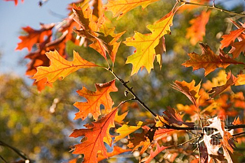 QUERCUS_PALUSTRIS__PIN_OAK