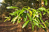 QUERCUS PHELLOS,  WILLOW OAK.