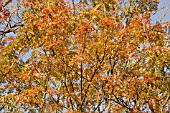 SORBUS COMMIXTA. BROADLY CONICAL TREE WITH PINNATE LEAVES,  TURNING YELLOW TO RED IN THE AUTUMN.