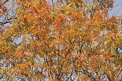 SORBUS_COMMIXTA_BROADLY_CONICAL_TREE_WITH_PINNATE_LEAVES__TURNING_YELLOW_TO_RED_IN_THE_AUTUMN