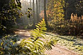 QUEENSWOOD ARBORETUM,  HEREFORDSHIRE