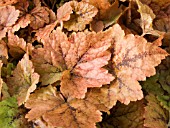 TIARELLA  TIGER STRIPS  FOAM FLOWER.