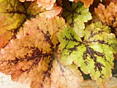 TIARELLA  TIGER STRIPES  FOAM FLOWER