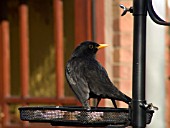 TURDUS MERULA,  BLACKBIRD ON  FEEDING TABLE