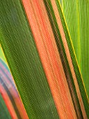 PHORMIUM JESTER CLOSE UP SHOWING BANDS OF COLOUR THROUGH LEAF