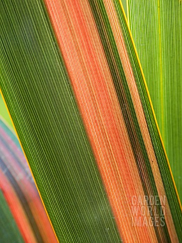 PHORMIUM_JESTER_CLOSE_UP_SHOWING_BANDS_OF_COLOUR_THROUGH_LEAF